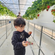 대구 딸기체험 영천 달코미딸기농원