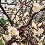 1월 겨울에 보는 생명력 매화꽃 안산식물원 운용매화
