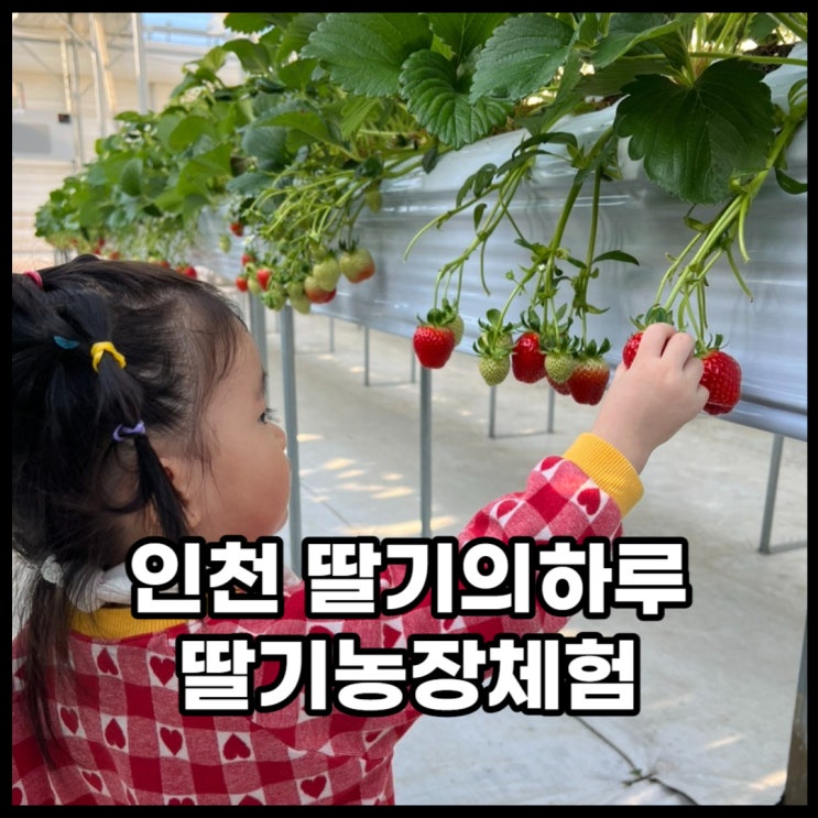 인천 두돌 아기와 가볼만한 곳 딸기농장체험 딸기의하루...