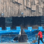 나고야항 수족관 : 돌고래 벨루가 범고래 최고 - 초등 아이와 함께 나고야 여행