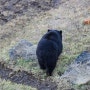 용인에서 제주 자연생태공원(제주도 무료입장 동물원)으로 이주한 반달가슴곰 관람 후기(제주도 아이들과 가보기 좋은 곳)
