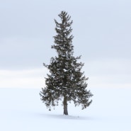 삿포로 / 비에이 겨울 렌트카 여행 - 크리스마스 나무, 마일드세븐 언덕, 비에이 지도 & 맵코드