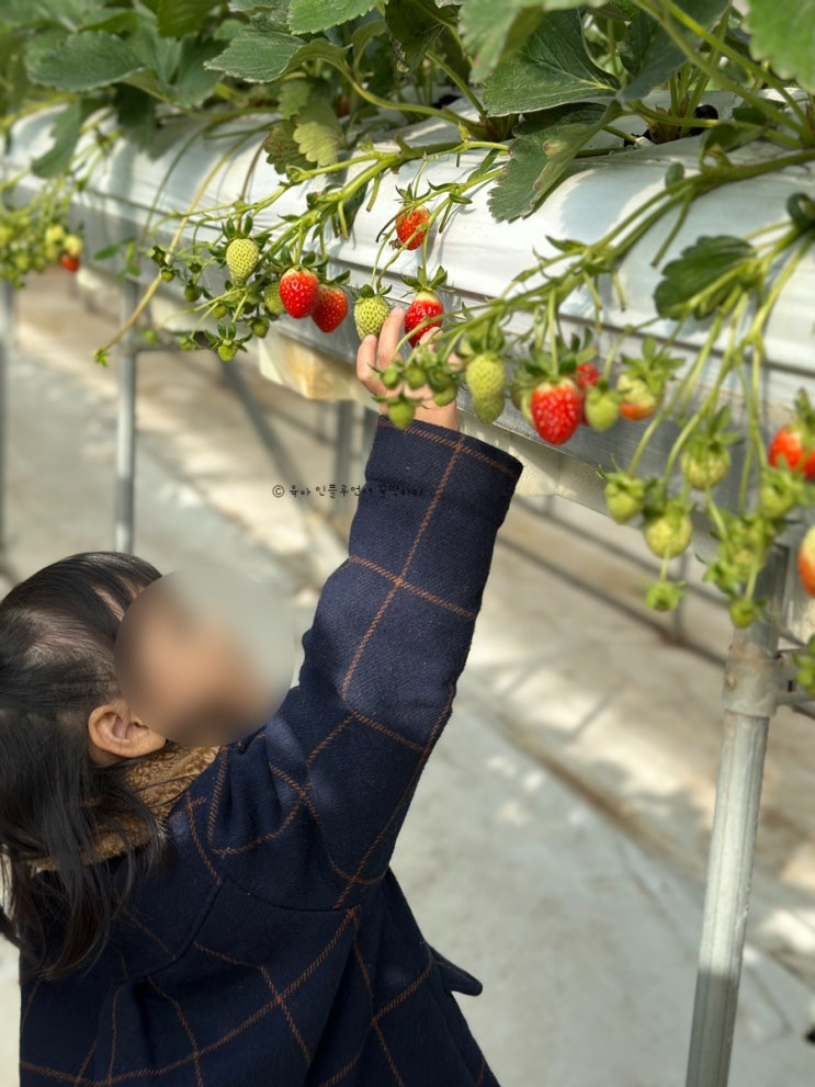 서울근교 딸기따기, 다인이네 딸기체험농장 @인당 입장료 없는...