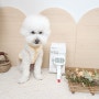 모찌 브러쉬 음이온과 마사지 기능이 내장된 강아지 털관리 애완용품
