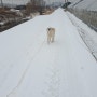 눈오는날 빙판길 강아지 겨울산책 주의할점