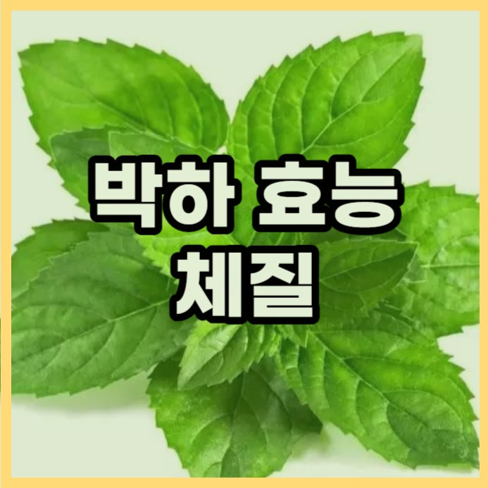 박하 효능과 부작용. 박하차 만들기와 잘맞는 체질 : 네이버 블로그