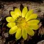 제주도 한라산의 노란색꽃 세복수초 개화