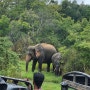 [99번째 나라] 스리랑카 - 미네리야 국립공원 (2023.12.28) - 정글 속 코끼리를 찾아서