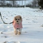 래핑찰리 강아지 겨울패딩 토이푸들 M사이즈 내돈내산 후기 반려견겨울옷추천