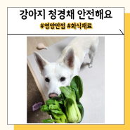 강아지 청경채 중국 배추 먹어도 될까? 효능 및 주의할 점