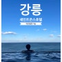 1박 2일 애견동반여행(1) 강릉 세인트존스 호텔 / 인피니티 풀 수영장 후기
