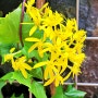 샛노란 예쁜 꽃을 가진 시서스 엘런다니카 - 안산식물원
