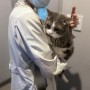 원장 수의사가 상주하는 대구수성구24시동물병원에서 방광결석 검진받은 진료 후기