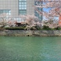 너무나 예뻤던 일본 오사카 교토 벚꽃 여행 기록
