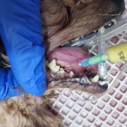 고구마 많이 먹는 강아지 치석 / 노령견 치석제거 / 치석에 남긴 치아흔들림 증거