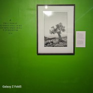 박노해 올리브나무 아래 사진전 추천 라카페갤러리