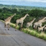 아프리카 6개국(케나,탄자니아,짐바브웨,잠비아,보츠와나,남아프리카공화국)여행 프롤로그