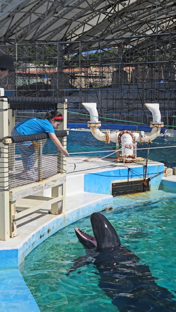 오키나와 츄라우미 수족관 - 돌고래 먹이주기 체험 -  아이에게...