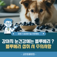 강아지루테인 눈건강을 위한 식품 블루베리 면목동 동물병원