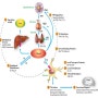 [수의학-내분비] 고양이 갑상샘기능항진증(Hyperthyroidism, FHT)