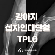 송도24시동물병원 강아지 십자인대단열 TPLO