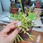 꽃게다리 닮은 유니크한 식물 립살리스 크랩암 꽃이 피다