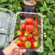 [남양주 가볼 만한 곳] 아이와 서울 근교 겨울나들이 딸기농장 "제2더드림딸기농장"