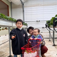 천안 근교 딸기체험 예산 달보드레 농장 아이들이 놀기좋은 키즈존까지