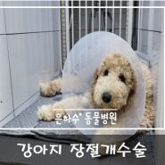 강아지 이물섭식-장절개수술 [광주동물병원]