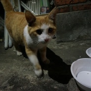 길고양이 수명 짧은 이유, 특히 겨울나기 힘든 길냥이