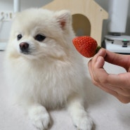 강아지가 먹어도 되는 딸기 급여 주의사항