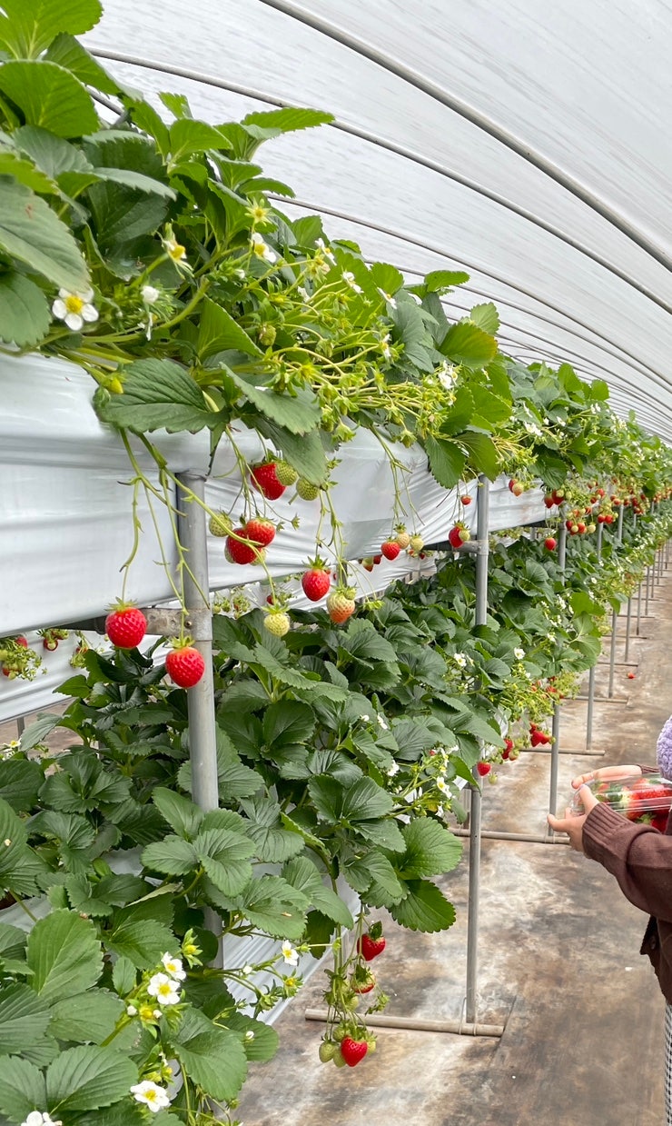 경기도 양평 딸기체험