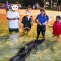 10살 아이와 호주 모튼 아일랜드에서 10일 : Dolphin feeding