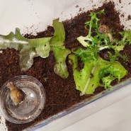 텃밭에서 데려온 명주달팽이 키우기, 달팽이짝짓기, 달팽이알 부화