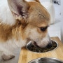 간단한 수제 화식사료로 건강한 강아지식단 지키기