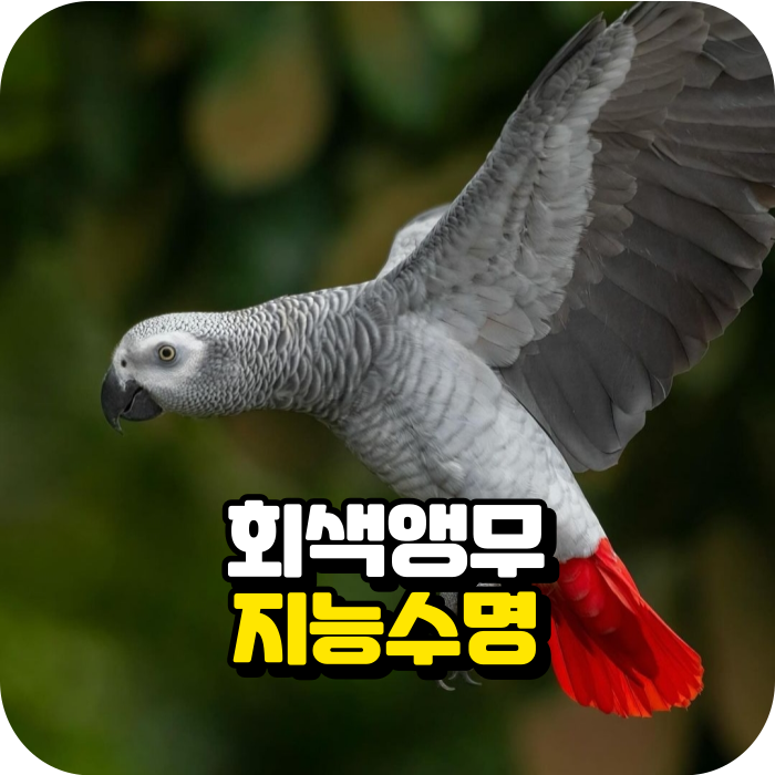 앵무새 종류 반려조 회색앵무 키우기 지능과 수명 : 네이버 블로그