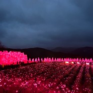 포천 허브아일랜드 입장료 불빛동화축제 핑크모래언덕