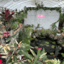 시흥 플랜테리어 식물이지 센터 위플랜츠, 프리미엄 분갈이 화분구매 공기정화실내식물 원예농원