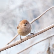 1월 새해 첫날 동네산 탐조. 참매