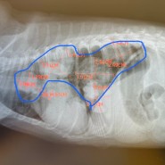 강아지와 이별하기 #2 강아지암 증상, 그리고 끔직한 전이암
