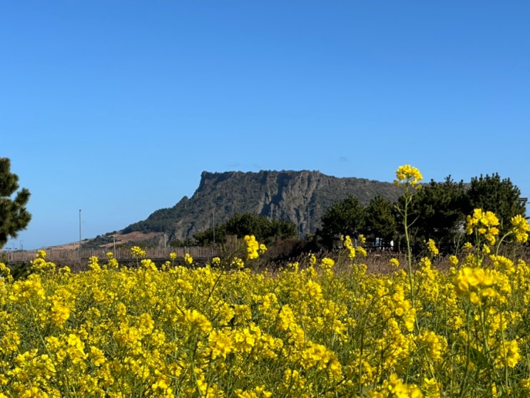 제주 성산 일출봉뷰가 보이는 유채꽃밭에서 즐기는 졸띠해변승마