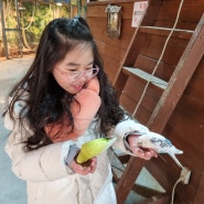 가평 아이랑 가볼만한 곳 동물먹이주기체험 아침고요가족동물원