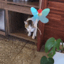 <춘천 카페> 귀여운 고양이가 있는 효자동 드립커피 '카페리프'