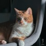 귀여운 고양이 사진 코리안 쇼트헤어 기본정보 포토 코숏 치즈 성격