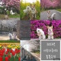 [일상] 2023년 아토다온이의 봄 꽃구경