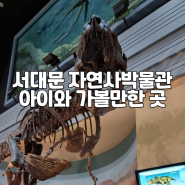 서대문 자연사박물관 | 아이와가볼만한곳 | 공룡볼 수 있는 박물관