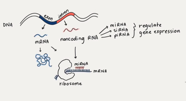 Biogenesis of microRNA : 네이버 블로그