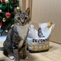 고양이모래 벤토나이트 특허받은모래 제벤토 이용 후기