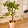 레몬 나무 키우기 꽃 열매 성장기 2탄