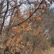 낙엽활엽수 떨갈나무가 겨울에도 낙엽이 떨어지지 않는이유